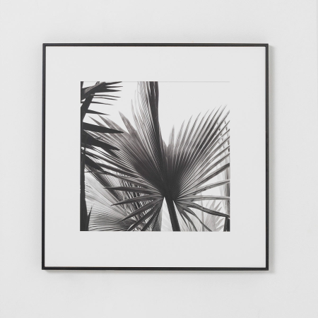 SET 2 LÁMINAS IMPRESA 50x50cm HOJA PALMERA BLANCO Y NEGRO 1. MARCO NEGRO